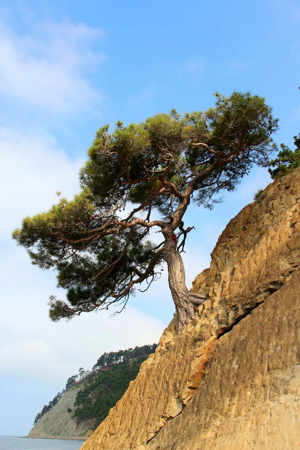 пицундская сосна в геленджике. роща сосны пицундской джанхот. роща реликтовой сосны пицунда. джанхот кемпинг сосновая роща. черное море краснодарский край джанхот.