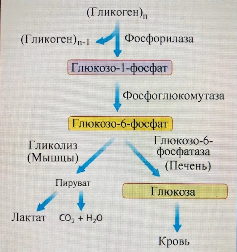 Распад гликогена в печени. Схема распада гликогена в печени. Обмен гликогена в печени схема. Схема распада гликогена в мышцах. Схема распада гликогена в печени и мышцах.