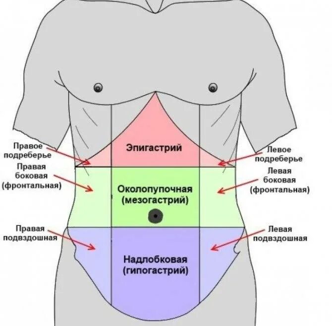 Зоны брюшной полости. Надчревная область живота. Эпигастральная область живота. Топографические области живота. Ноет в эпигастрии
