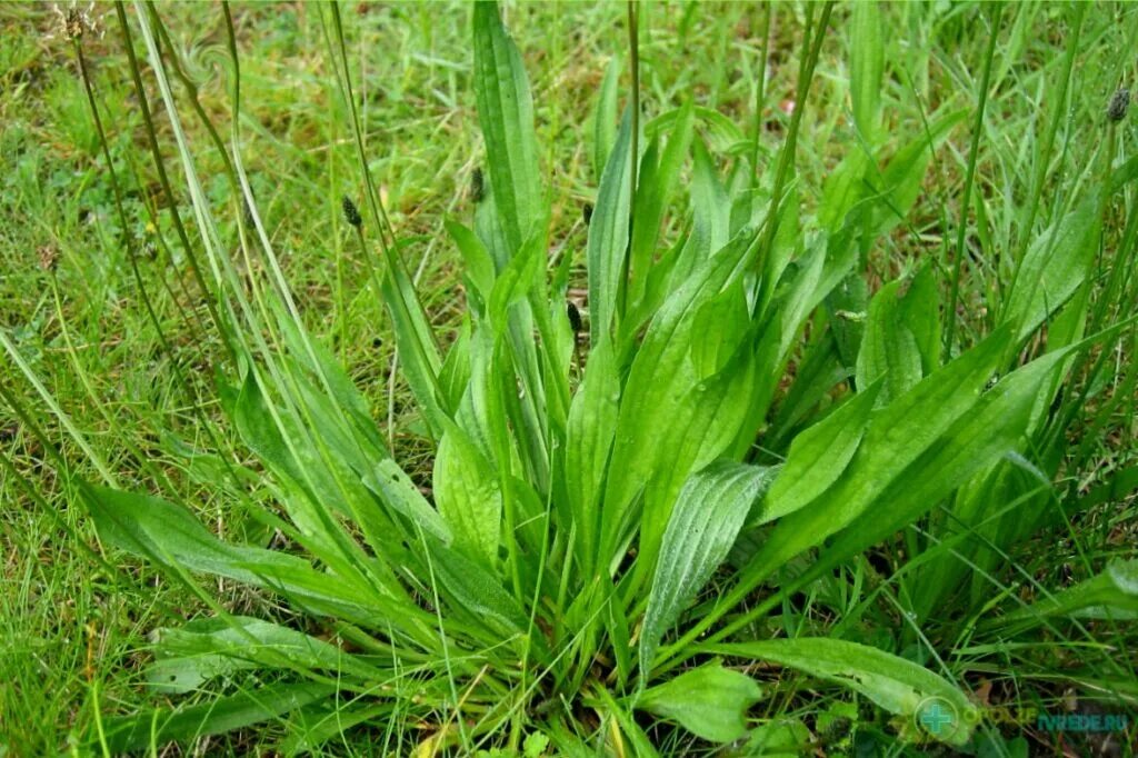 Строение подорожника. Информация о подорожнике. Классификация листа подорожник. Подорожник средний подорожник ланцетный подорожник большой. Подорожник большой plantágo májor.