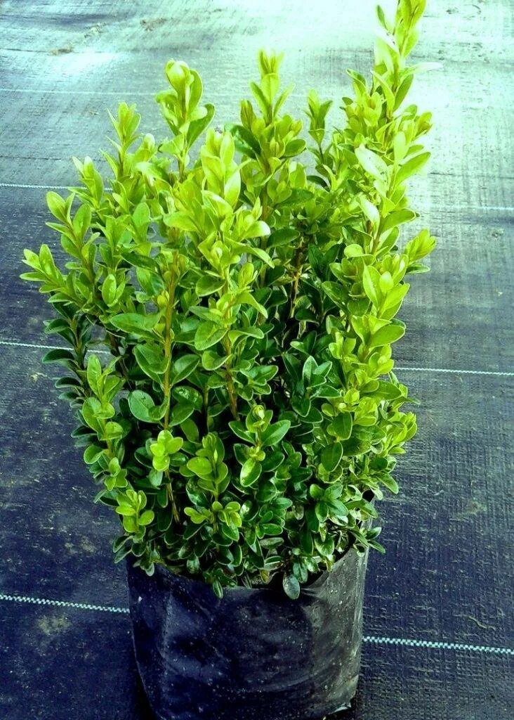 Самшит как ухаживать. Buxus sempervirens самшит. Самшит вечнозелёный. Самшит мелколистный Buxus. Самшит мелколистный Голден Триумф.