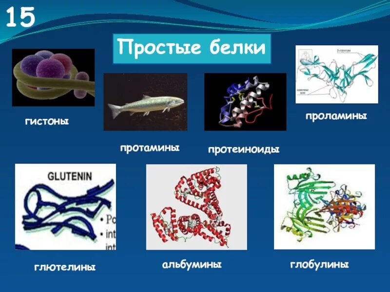 Белки альбумины глобулины. Простые белки альбумины глобулины гистоны протамины. Альбумины глобулины проламины глютелины. Простые белки. Простые белки альбумины глобулины.