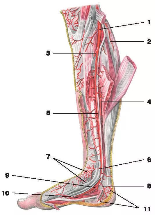 Передняя большеберцовая артерия (a. Tibialis anterior):. Задняя большеберцовая артерия анатомия. Большеберцовая и малоберцовая артерии. Задняя большеберцовая артерия и Вена.