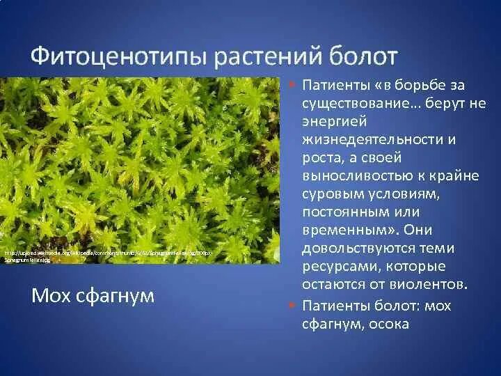Мозаичное строение сообщества обусловлено