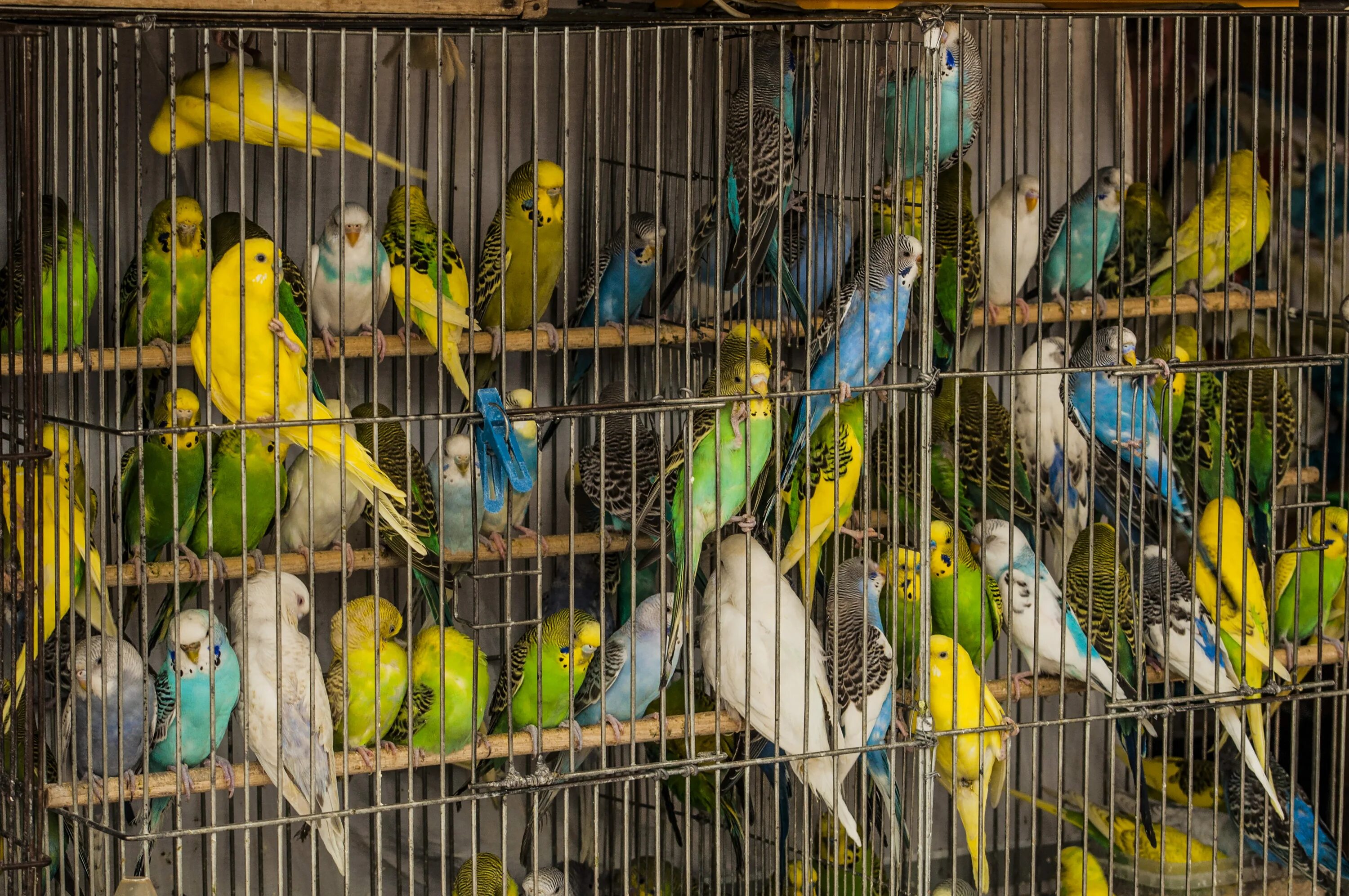 Сколько лет живут попугаи в домашних условиях. Клетка для волнистого попугая.