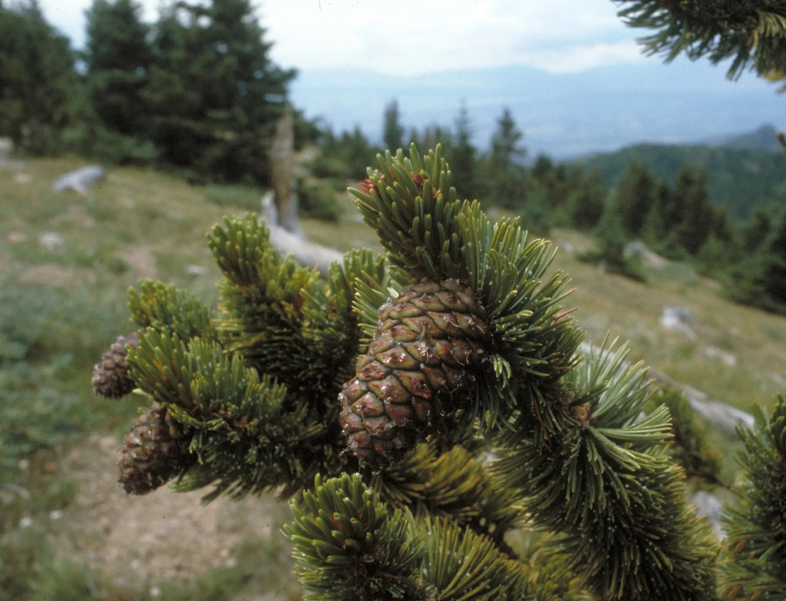 Долгожитель из хвойных. Сосна остистая (Pinus aristata). Сосна остистая межгорная. Сосна остистая шишки. Сосна Бальфура Северная Америка.