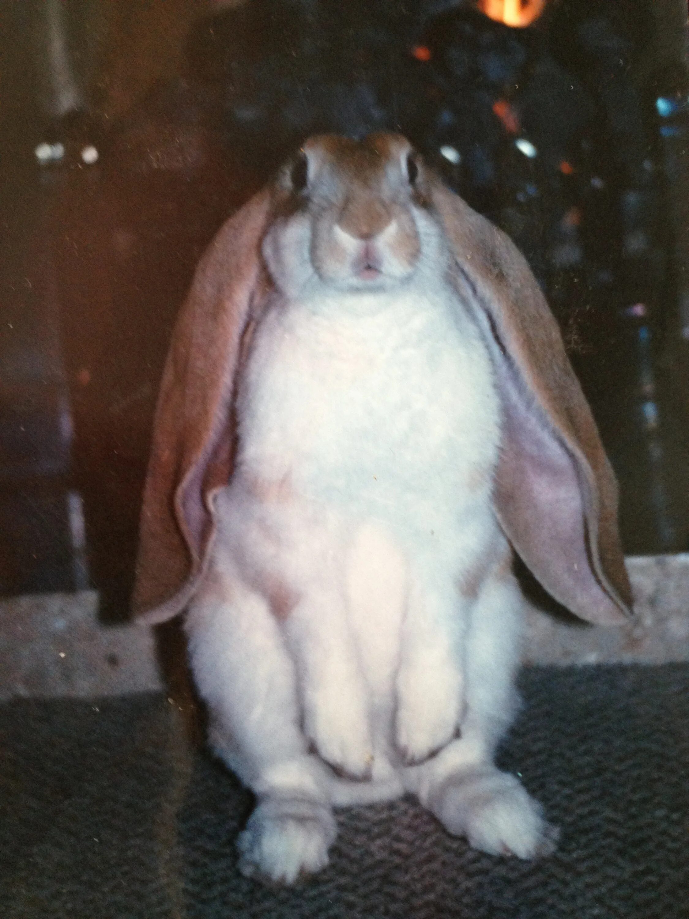 Кролик английский вислоухий баран кролик. Кролик с длинными ушами. Кролик с большими ушами. Заяц с опущенными ушами.