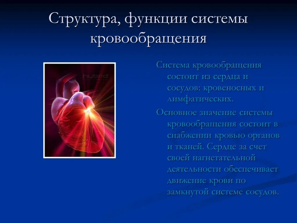 Состоит из сердца и сосудов