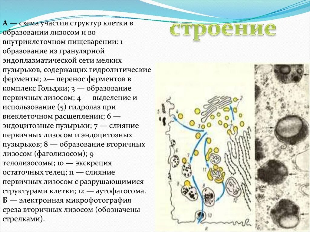 Формирование каких клеточных органоидов участвует аппарат гольджи. Образование лизосом в комплексе Гольджи. Аппарат Гольджи внутриклеточное пищеварение. Эндоплазматическая сеть, аппарат Гольджи, лизосомы, включения.. Пищеварительная вакуоль и лизосома.