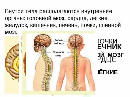 Внутри тела имеется