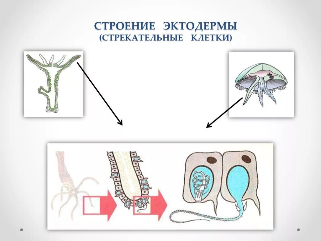 Структура эктодермы. Строение стрекательной клетки. строение эктодермы. стрекательные клетки кишечнополостных. стрекательные клетки эктодермы.