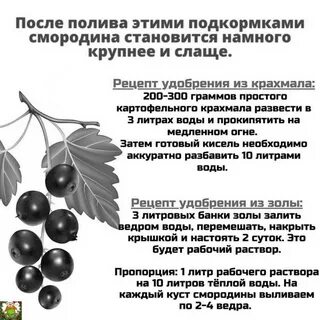 Крыжовник какие удобрения
