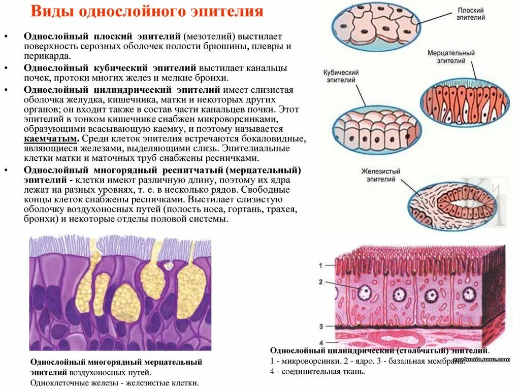 Какие функции выполняет эпителий. Плоский эпителий железистый эпителий мерцательный эпителий. Однослойный цилиндрический железистый эпителий строение. Однослойный цилиндрический эпителий функции. Однослойный плоский эпителий мезотелий.