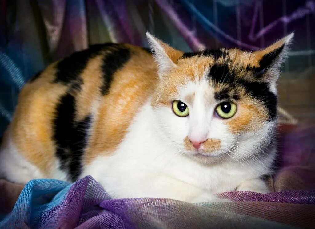 Трехцветная черепаховая кошка. Порода Калико. Беспородные кошки трёхцветные. Окрас Калико. Трехцветная кошечка