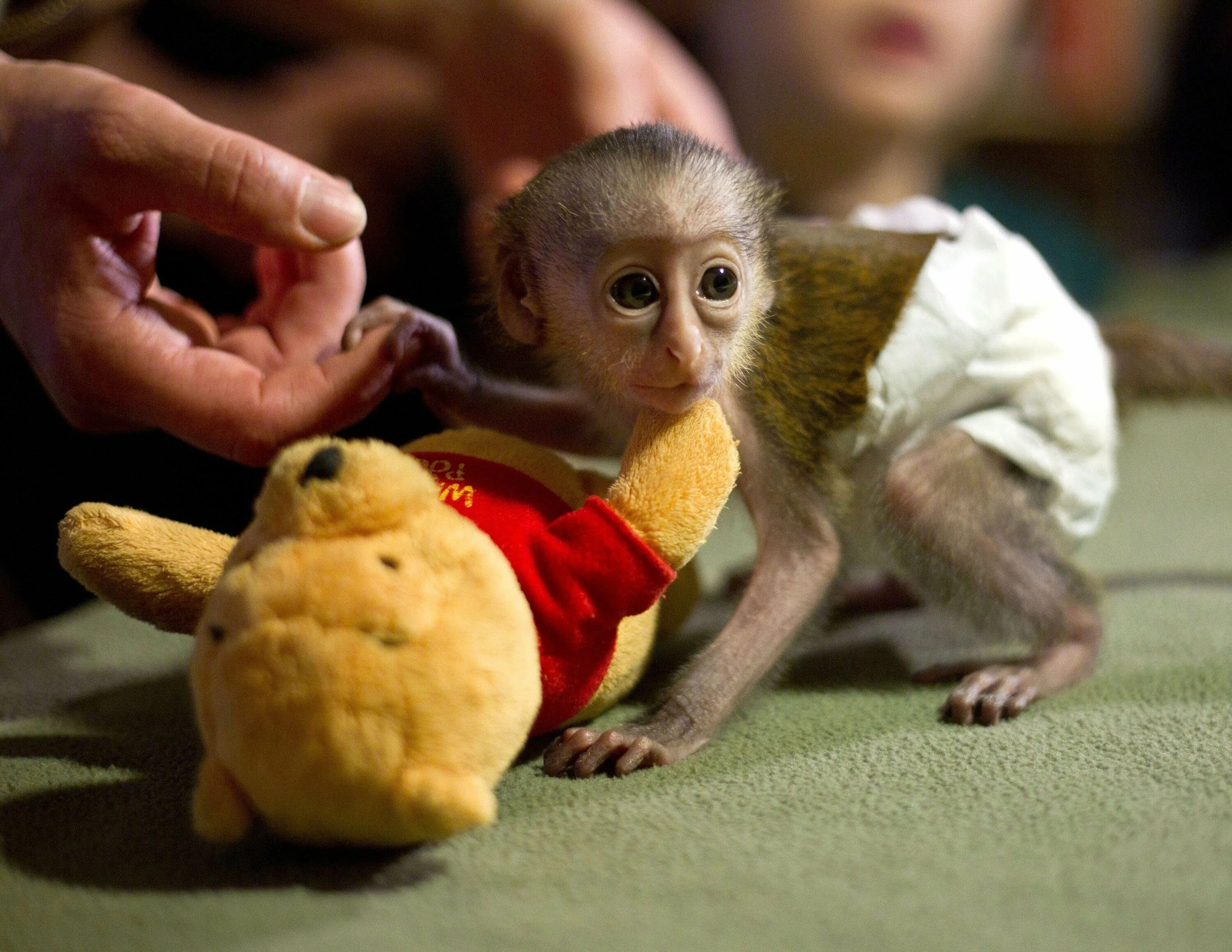 Маленькая обезьянка. Пальчиковая обезьянка. Пальчиковая мартышка. Маленькие пальчиковые обезьянки. Карликовая пальчиковая мартышка.