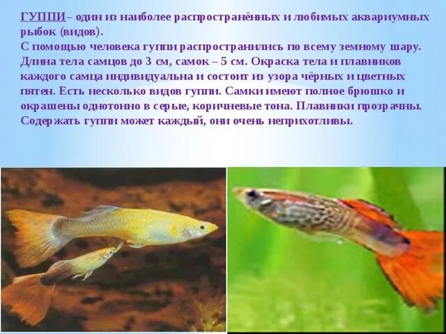 Гуппи рыбки самки. Гуппи аквариумные рыбки содержание. Гуппи рыбки мальки. Гуппи poecilia reticulata. Рыбки королевские гуппи.