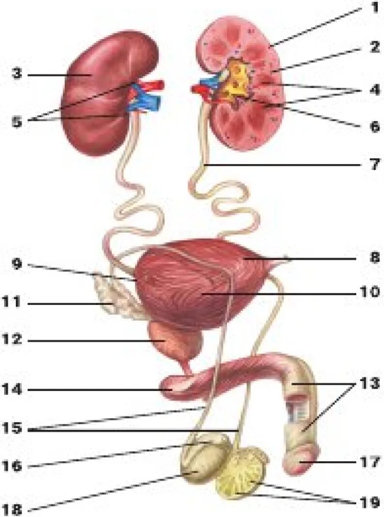 Схема мочевой системы женщины. Схема строения мочевыделительной системы мужчины. Мочеполовая система почки анатомия. Мочеточник анатомия атлас.