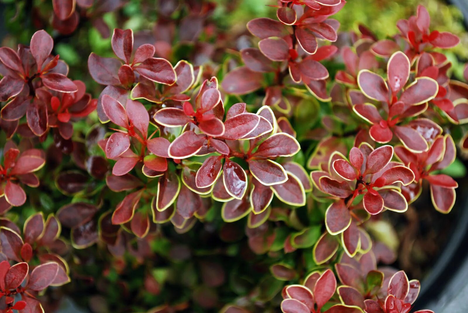 Голден ринг описание. Барбарис Тунберга (Berberis thunbergii). Барбарис Тунберга Голден ринг. Барбарис (Берберис) Тунберга Golden Ring. Барбарис Тунберга Голден ринг (Berberis thunbergii Golden Ring).