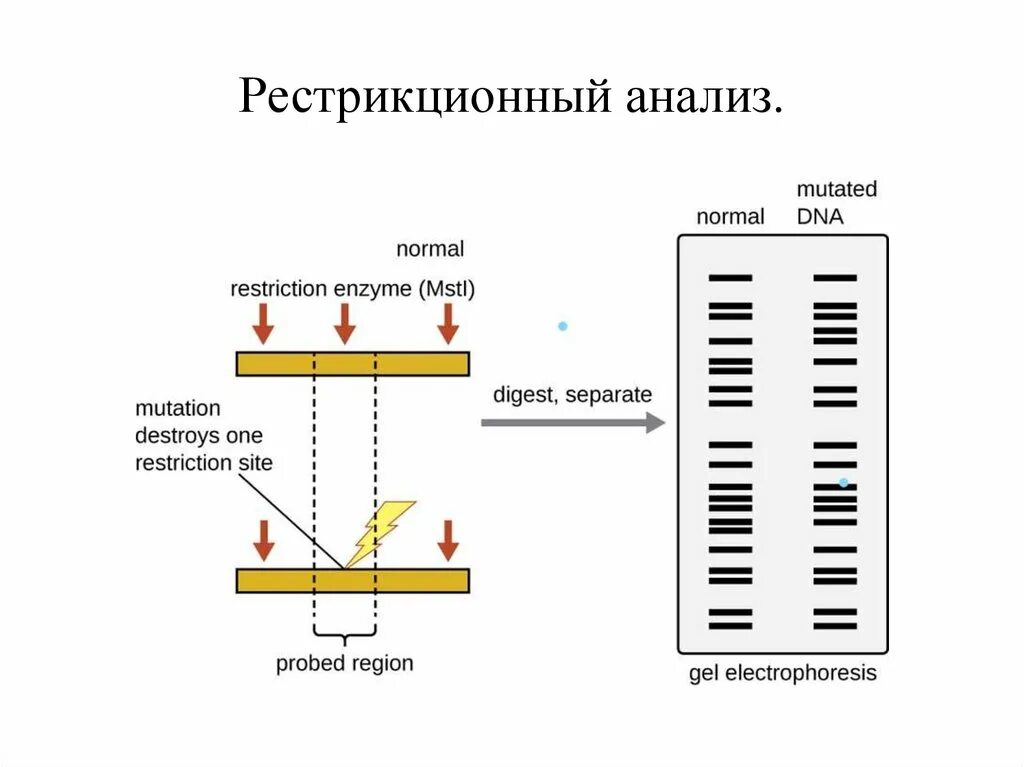 Процесс разрезания молекулы днк с помощью ферментов. Этапы рестрикционного анализа. Рестрикционный анализ ДНК. Рестрикционный анализ анализ. Рестрикционный анализ микробиология.