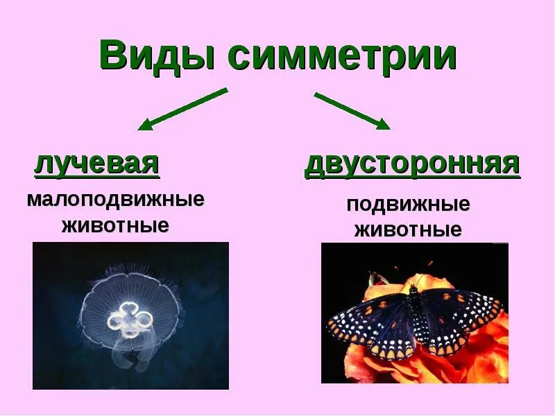 Типы симметрии в биологии 8 класс. Виды симметрии. Типы симметрии животных. Типы симметрии животных биология.