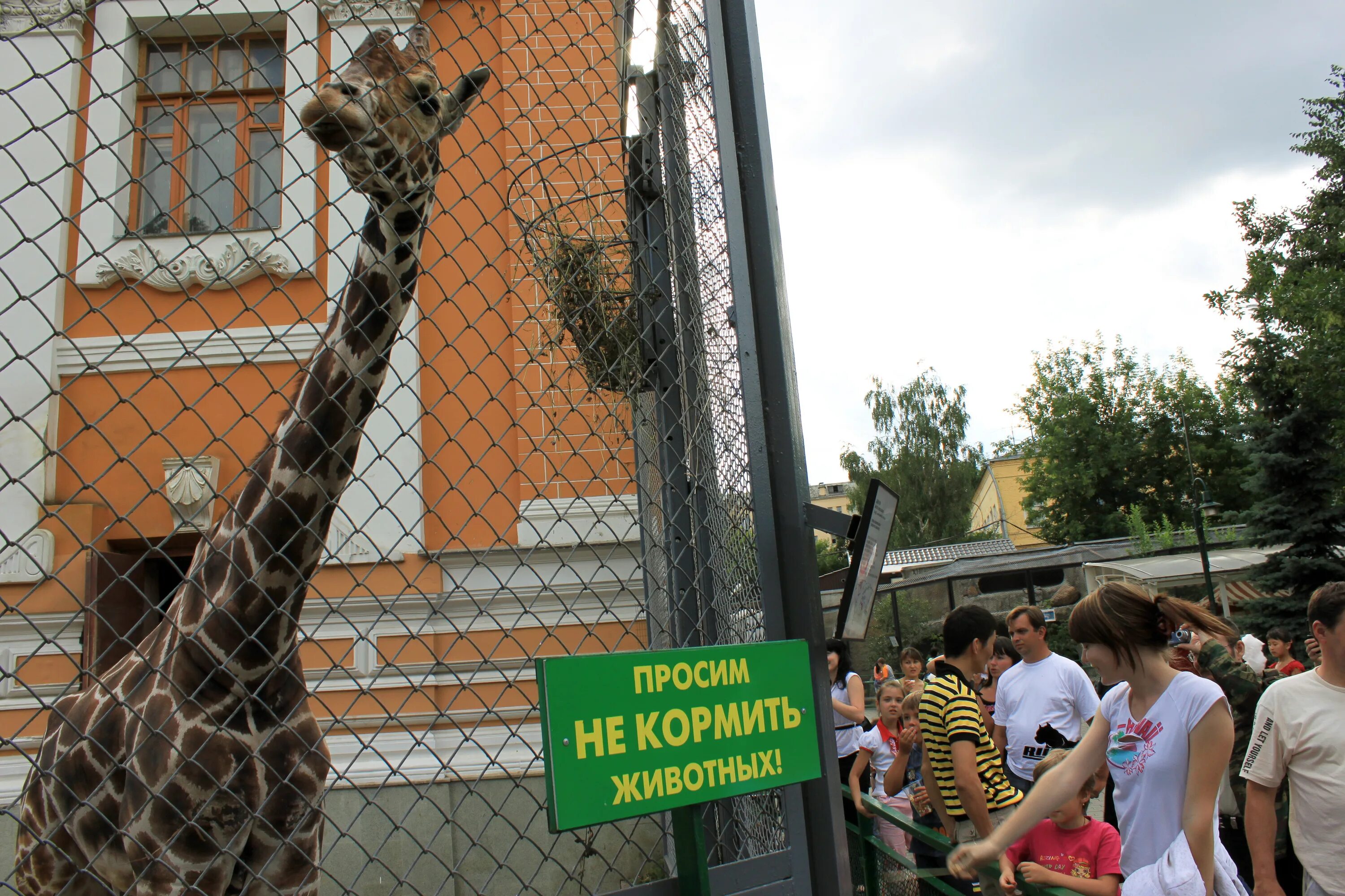 Жираф в Московском зоопарке. Домик жирафа в Московском зоопарке.