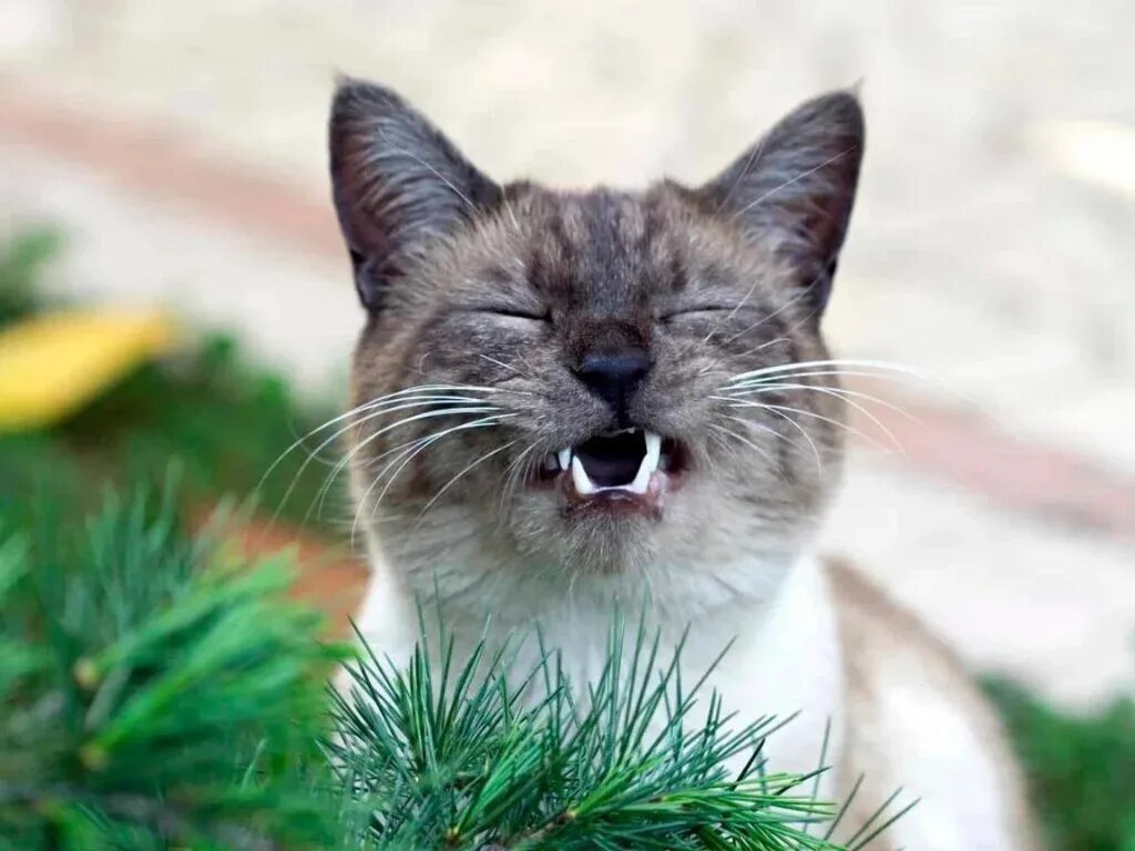 Кот чихает много раз. Кошка плачет. коты с высунутым языком. плачущая кошка. котик чихает.