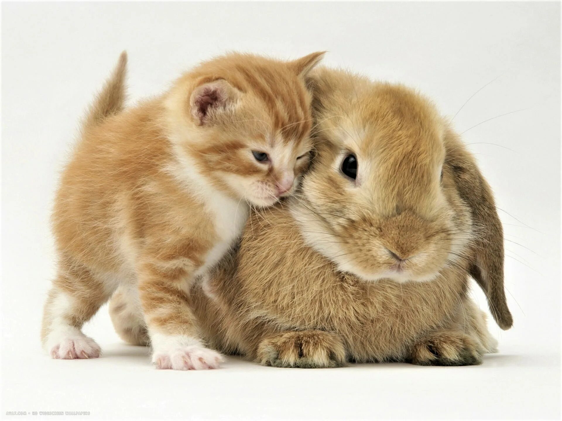 Зайчик и котенок. Милые домашние животные. Котенок и Зайчонок. Кролик и котенок. Зайка и котенок.