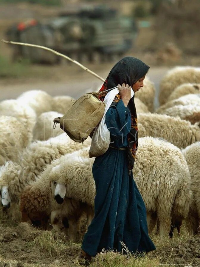 Пасу овечек. Пастух с овцами. Пастушка овец. Пасти овец. Женщина пасет овец.