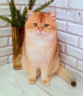 Питомник золотая шиншилла москва