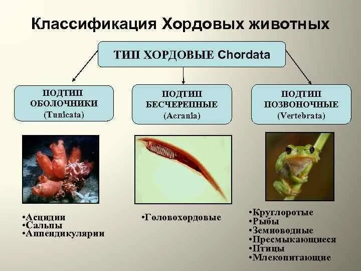 К подтипу позвоночных относятся