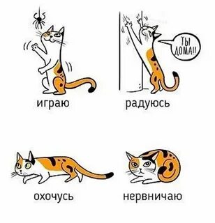 Как по кошачьи сказать иди сюда
