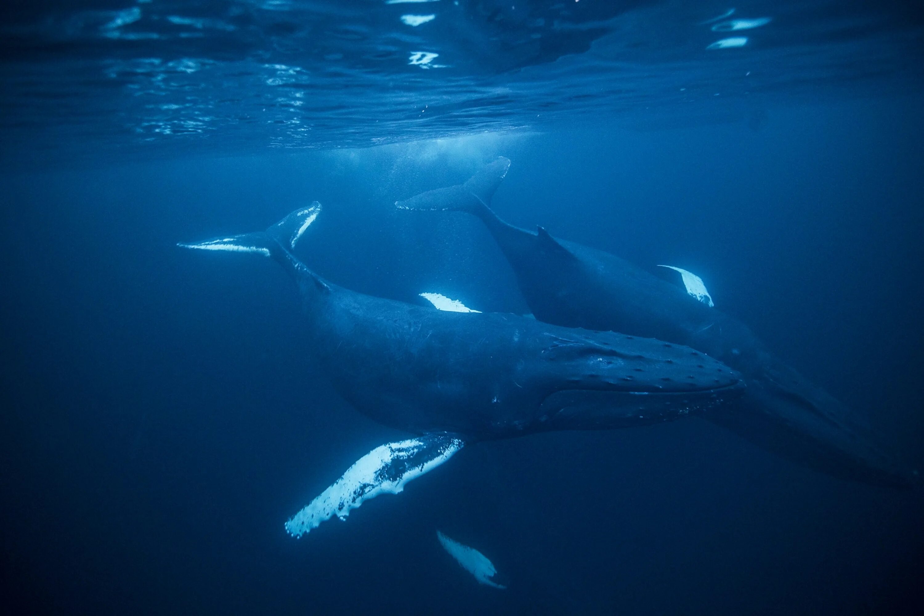 Какое млекопитающее самое крупное. Голубой кит Balaenoptera musculus. Синий кит блювал. Китообразные синий кит. Голубой кит блювал.