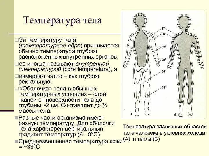 Особенности температуры тела человека. Температурное ядро и оболочка тела. Температура тела человека физиология. Температура ядра тела человека. Температура оболочки тела.
