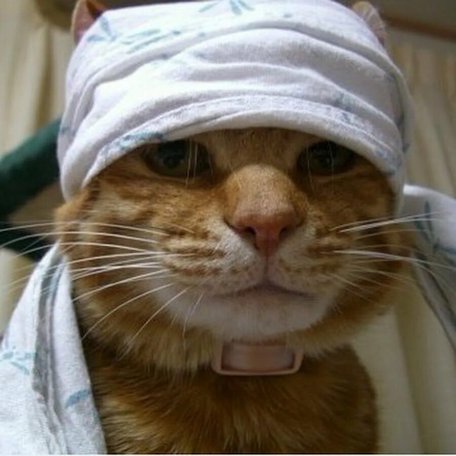 Заболела не пишет. Кот с перевязанной нолоаец. Кот с больной головой. Кот с повязкой на голове. Заболел прикол.