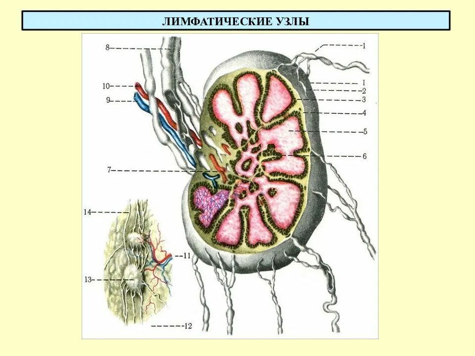Корень лимфатического узла. Строение лимфатического узла. Схема строения лимфатического узла. Лимфатический узел рисунок. Лимфатический узел в разрезе.