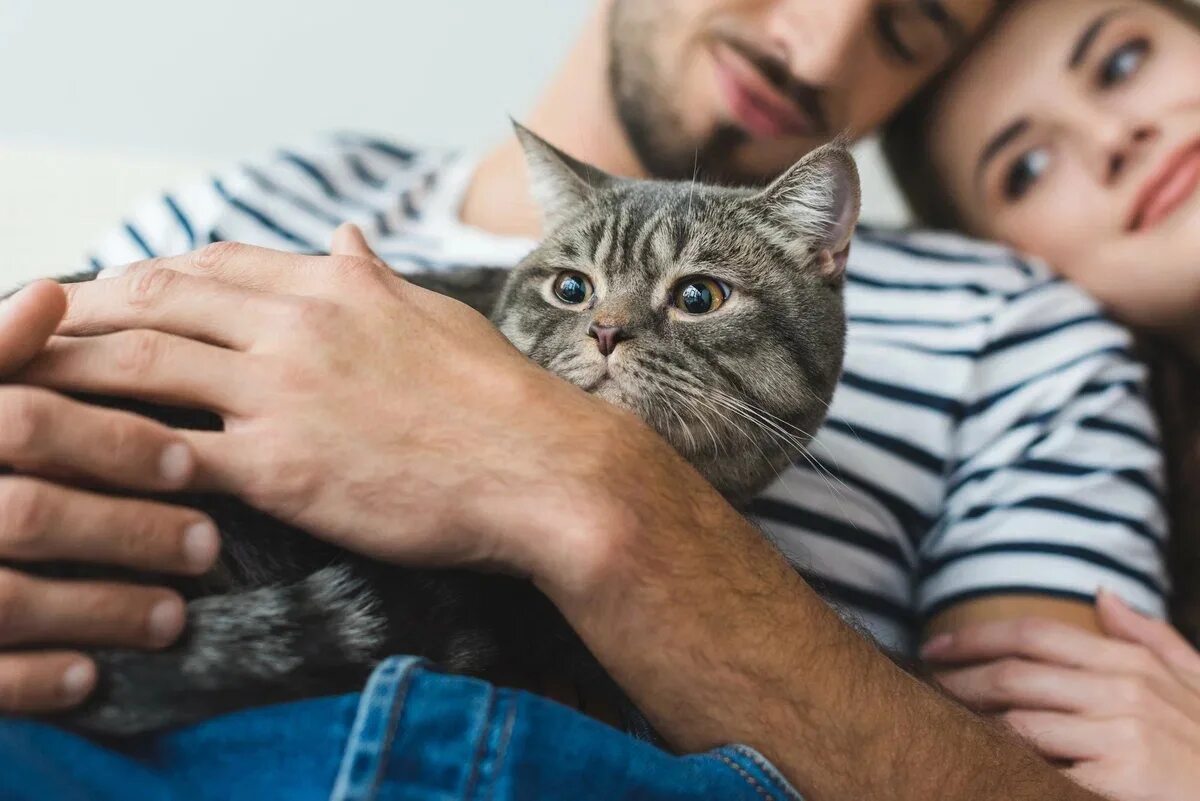 Кошка на руках у человека. Кошка и хозяин. Держит кота. Кошки ели хозяина