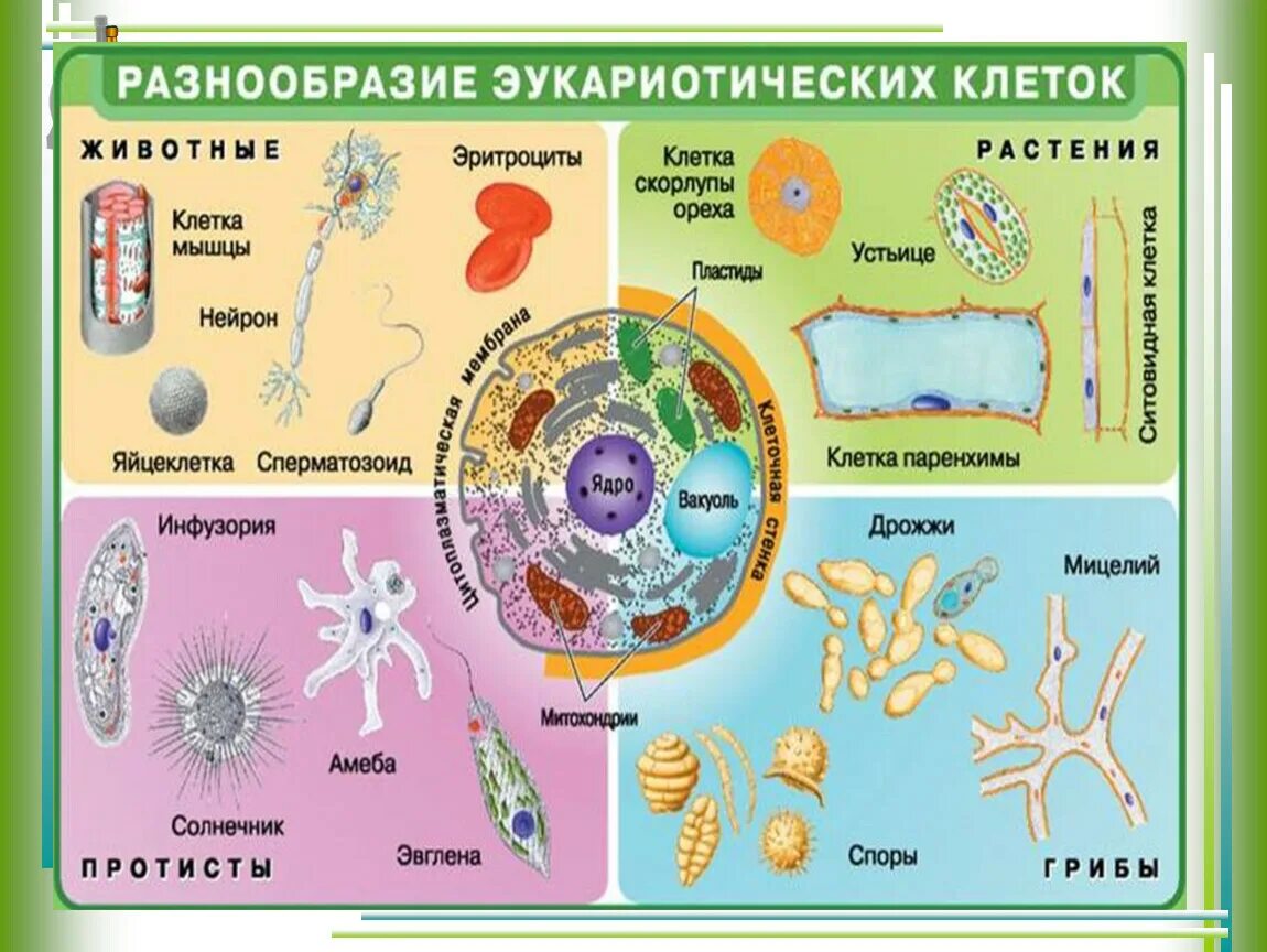 Живые организмы имеют клеточное строение. Вилы эуукорииических клеток. Строение клеток эукариот растений животных грибов. Виды эукариотических клеток. Многообразие клеток эукариот таблица.