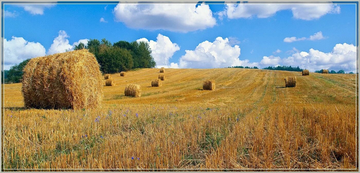 Кубанский край земля Казачья. Поля Кубани. Страда в поле. Кубань природа поля. Стога стога кубанский