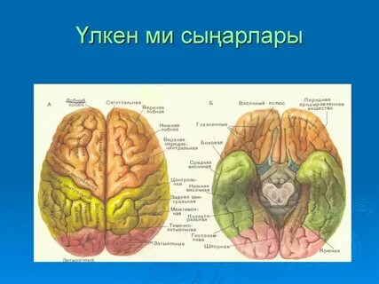 Қызықты жыныстық әдет-ғұрыптар