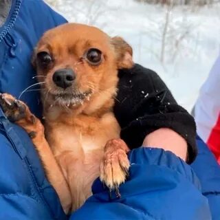 Купите ей собаку