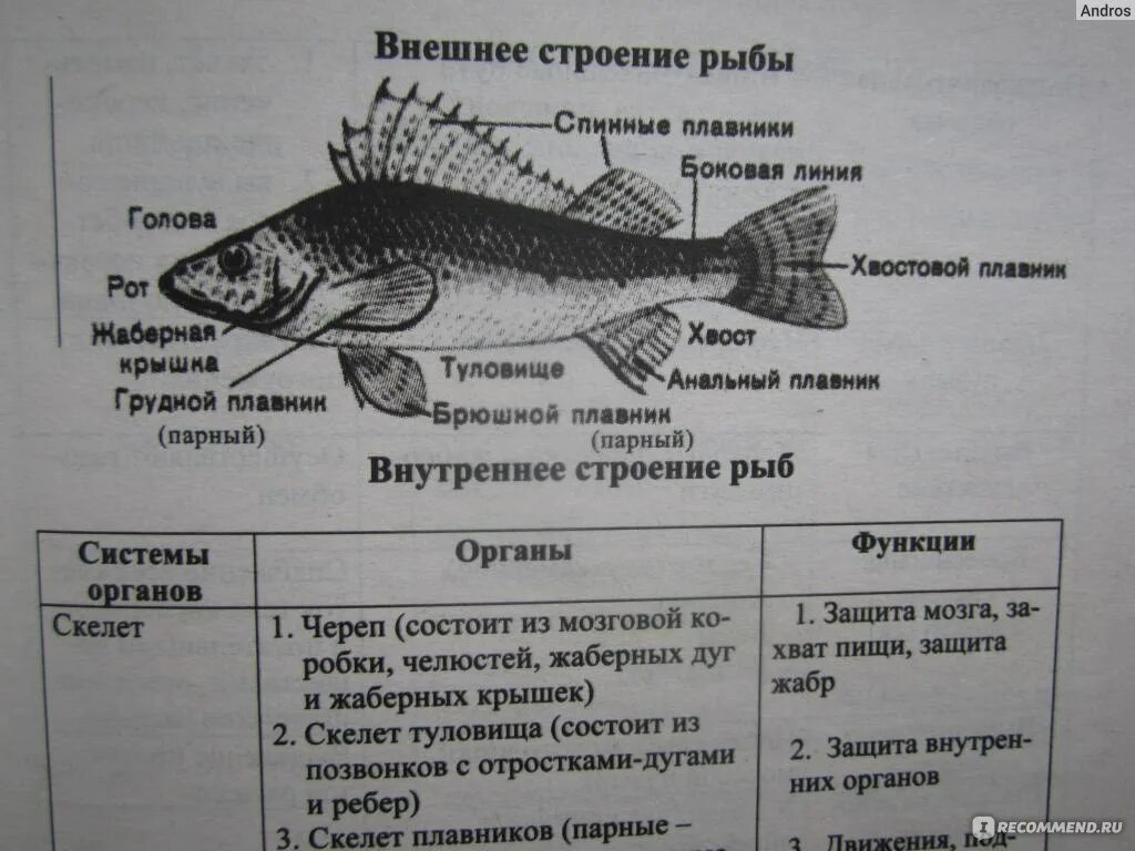 Строение рыбы тест