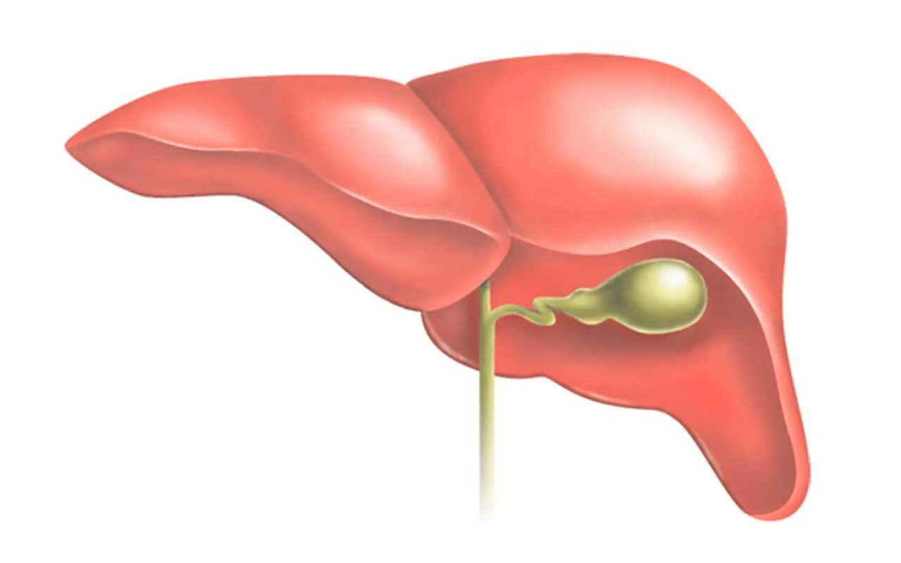 Как желчный пузырь влияет на печень. Печень и желчный. Печень и желчный пузырь рисунок. Анатомия печени и ЖВП.