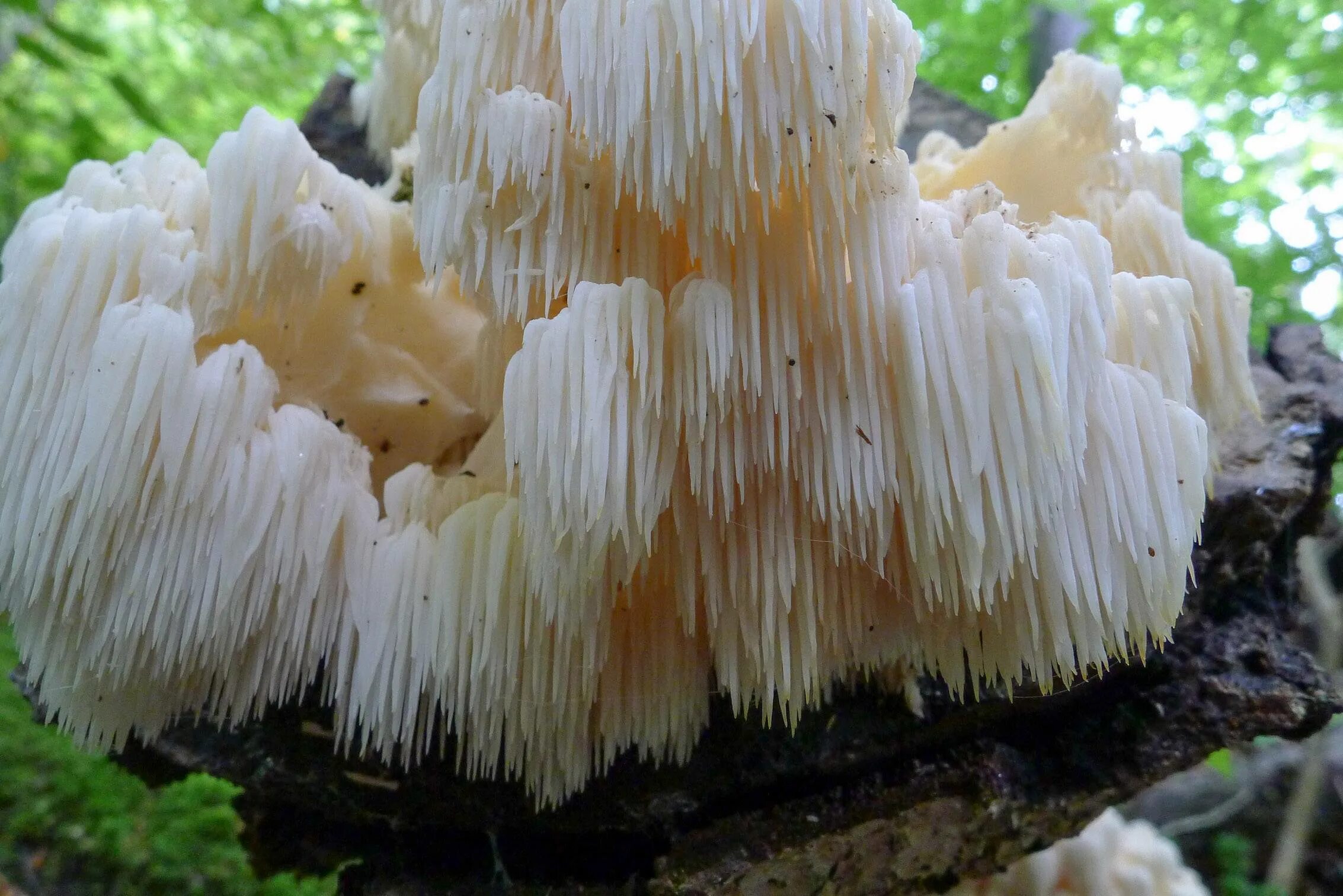 Mane mushroom