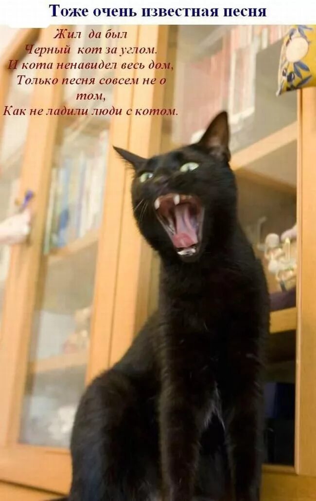 Какую песню поет кот. Поющие коты прикол. кот поет. кот кукарекает. поющий кот смешной.