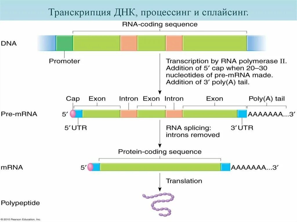 Схема процессинга РНК. Синтез белка процессинг сплайсинг. Процессинг пре-МРНК У эукариот. Схема процессинг м РНК. Процессинг белка этапы