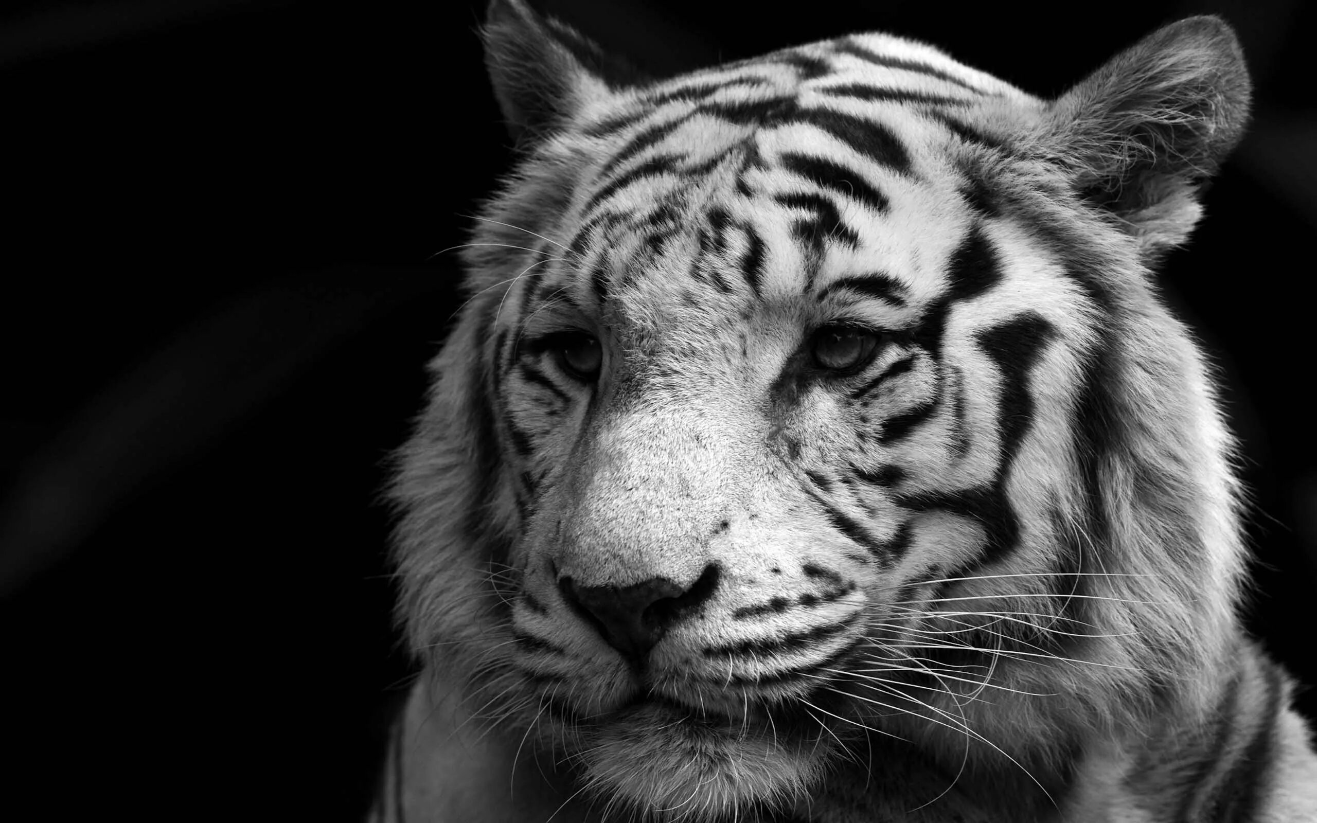 Изображение. Тигр черно белый. Белый тигр. Тигр обои. Обои на рабочий стол тигр.