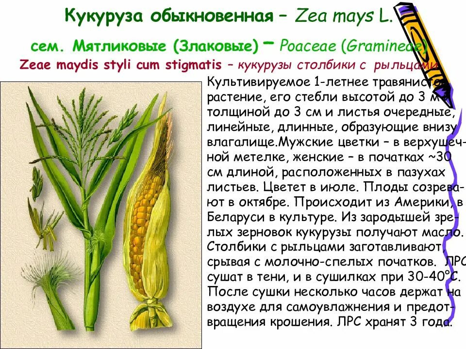 Кукуруза признаки. Кукуруза обыкновенная строение. Строение початка кукурузы. Сообщение о кукурузе. Строение кукурузы биология.