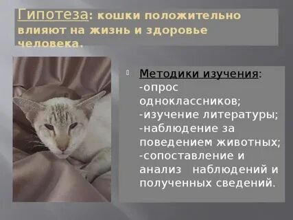 Кошки в жизни человека проект