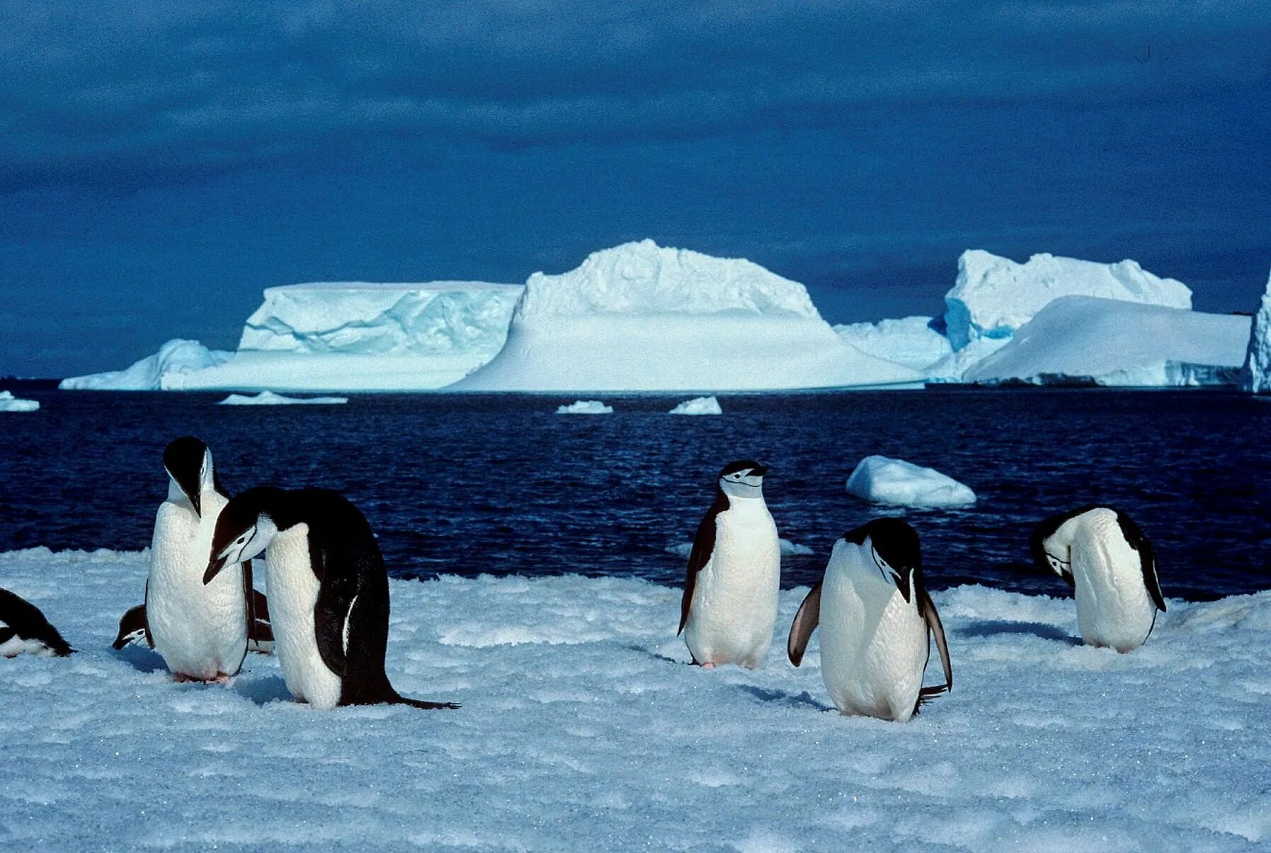 Арктика Антарктика Антарктида. Полярный (Арктический и антарктический) климат. Зона арктических пустынь в Антарктиде. Антарктическая Полярная пустыня.