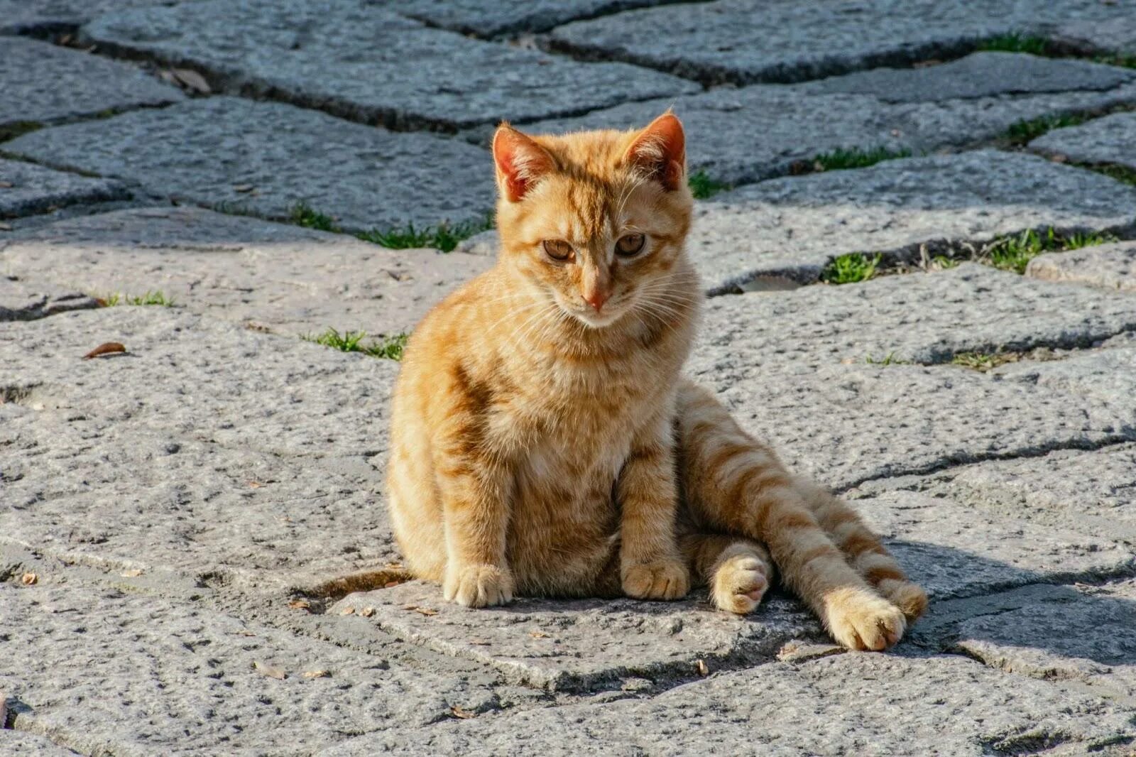 Cat org. Cat org